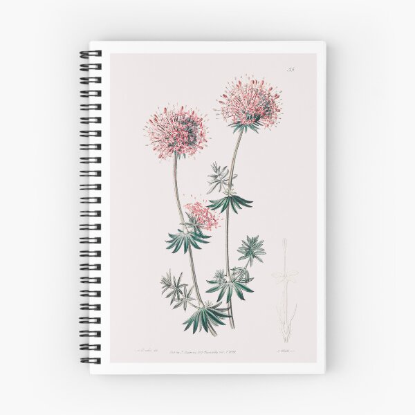 Item preview, Vintage Pink Long-styled Crucianella Botanical Illustration | P338 designed and sold by Piccolo Fiore Prints.