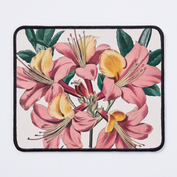 Item preview, Vintage Pink and Yellow Azalea Botanical Illustration | P340 designed and sold by Piccolo Fiore Prints.