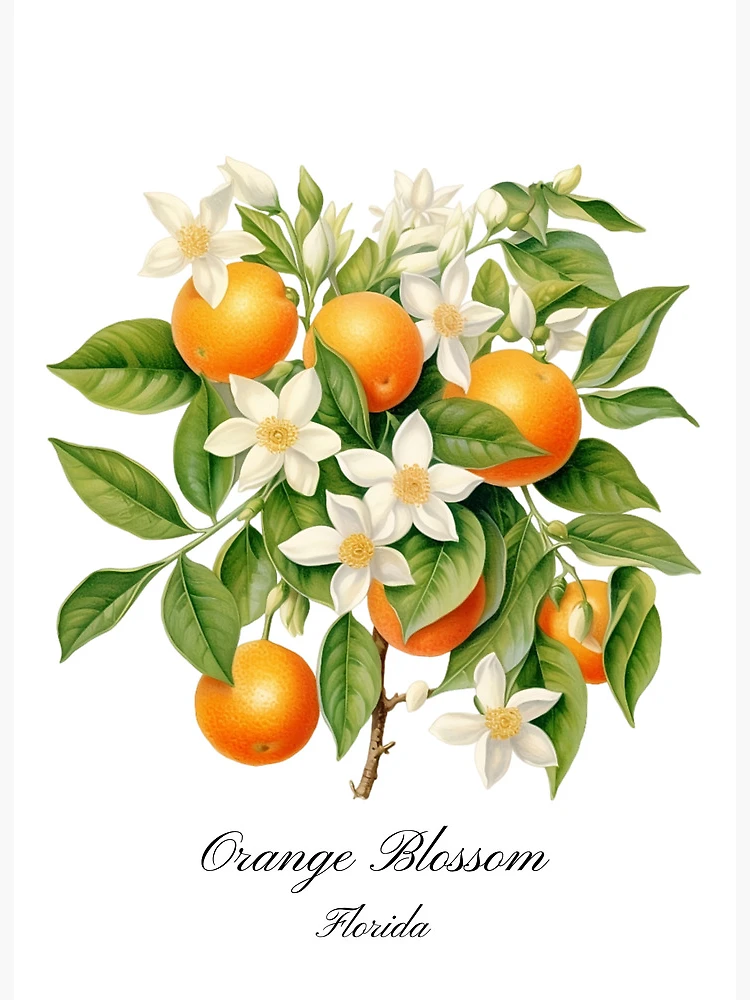 Orange Blossom Drawing Images – Browse 727,670 Stock Photos