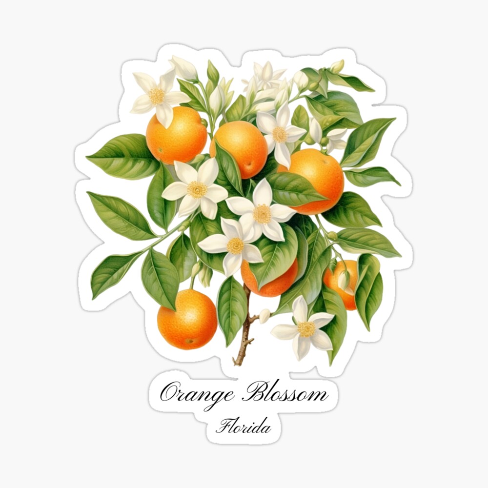 The story of orange blossom - Les thés FloralTea