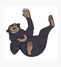 Sun Bear Photographic Print