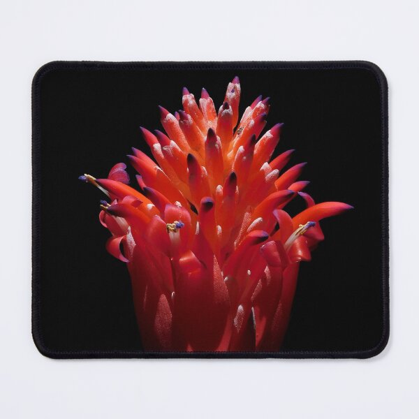 Artikelvorschau, Rote Guzmania Bromelie entworfen und verkauft von Zoeljartwork.