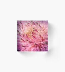 PINK THISTLE BLOOM Acrylic Block