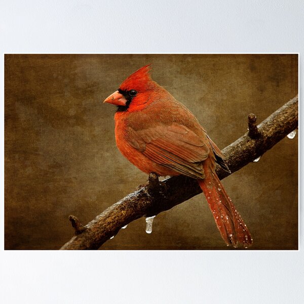 Item preview, Northern Cardinal designed and sold by TimPalmer.