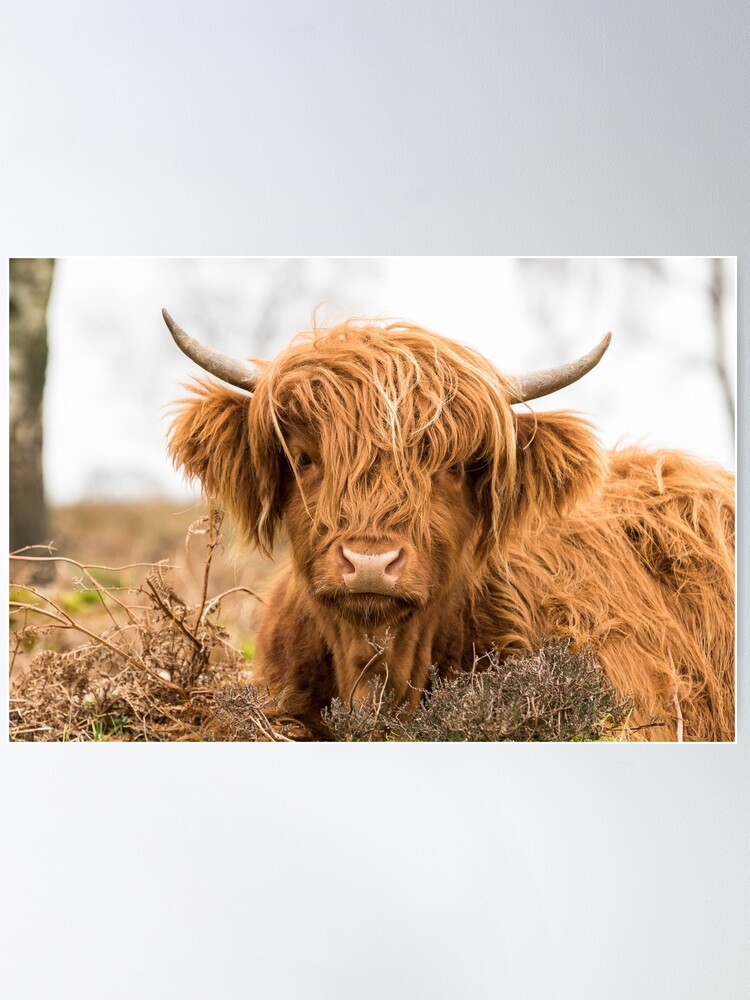 Highland Cow Straw Topper Cattle Ranch Fits Stanley 