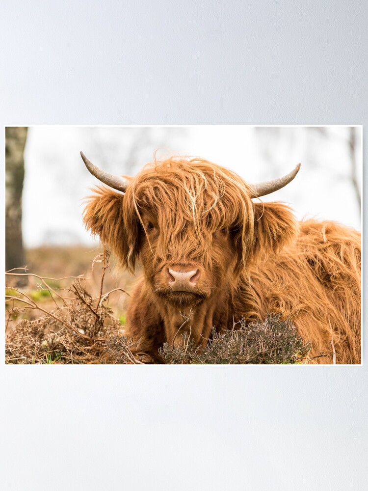 Highland Cow Straw Topper Cattle Ranch Fits Stanley 