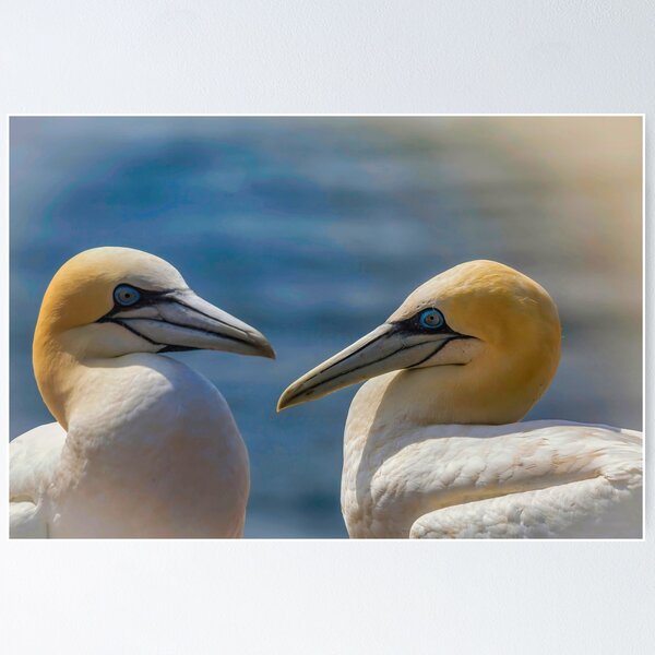 Item preview, gannet designed and sold by Rico20023.