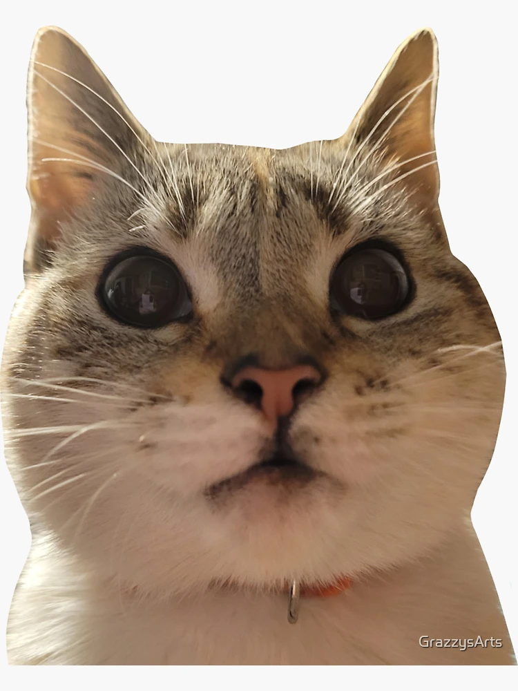 cat meme icon, Gallery posted by jaenpay