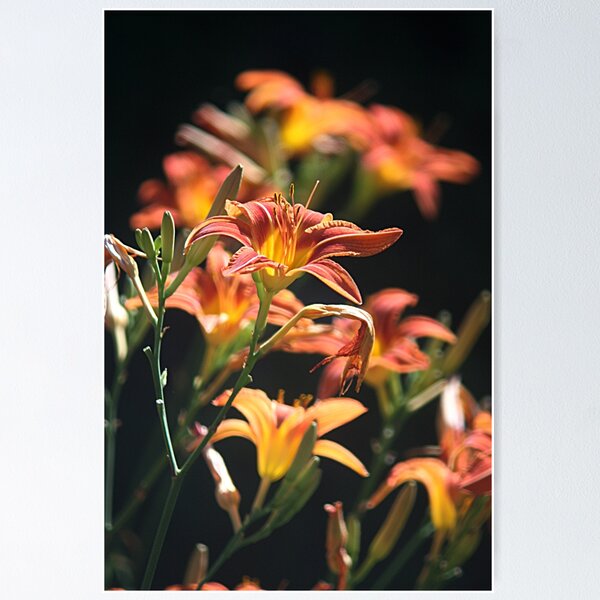 Item preview, Center stage designed and sold by Linda Crockett.