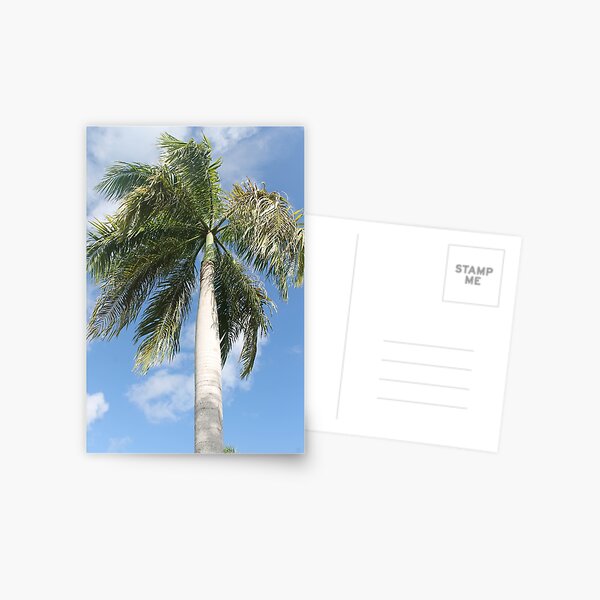 Big palm Postcard