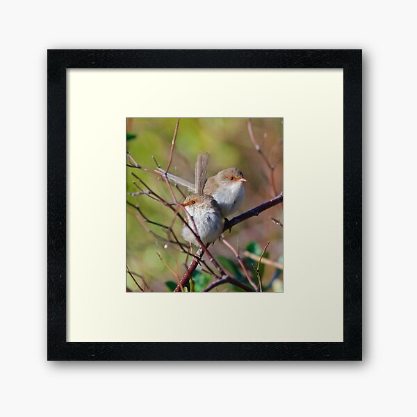 WREN ~ Superb Fairy-wren M5UGzxa2 by David Irwin ~ WO Framed Art Print