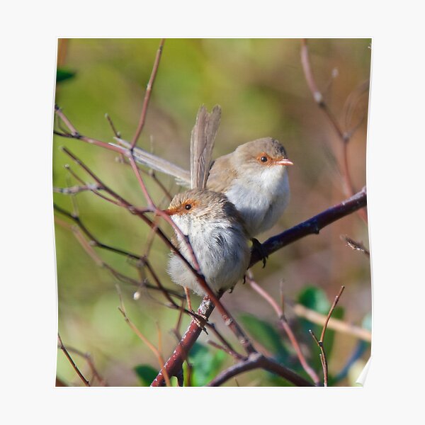 WREN ~ Superb Fairy-wren M5UGzxa2 by David Irwin ~ WO Poster
