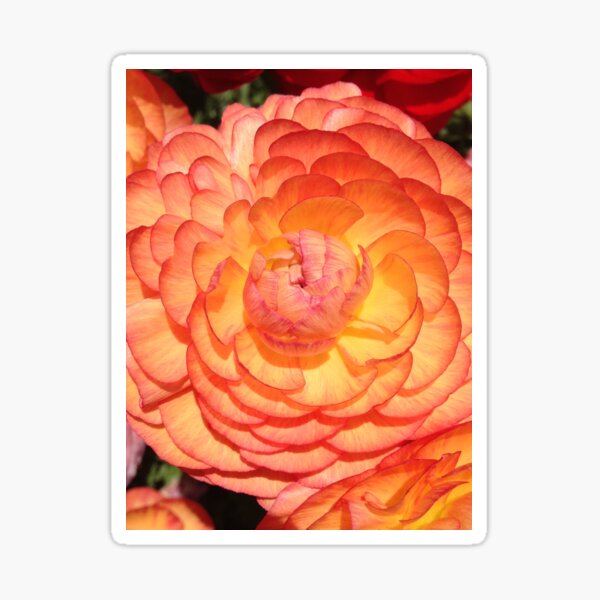 Vibrant Full Blooming Rose Sticker
