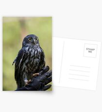 Owl Eyes Postcards