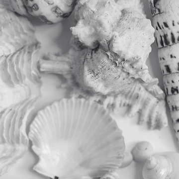 Artwork thumbnail, Beach Shells II by victoria frost
