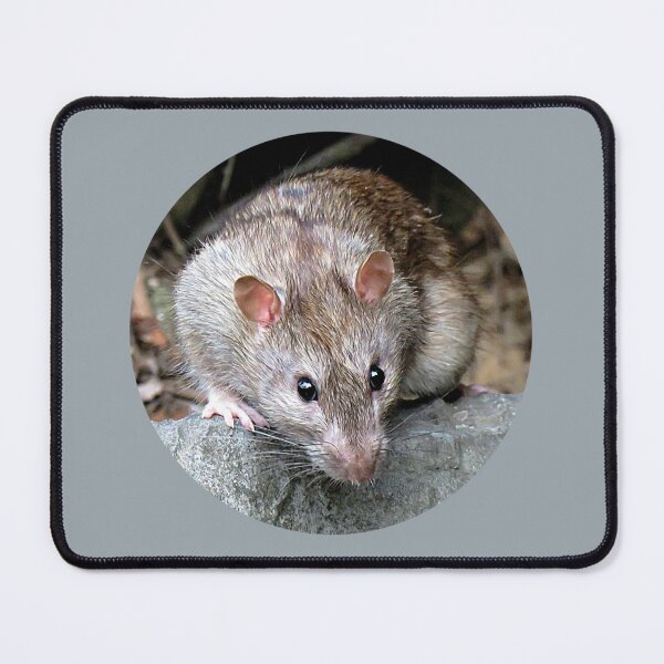Item preview, Rat at the park designed and sold by Linda Walsh.