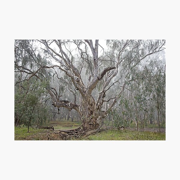 Item preview, And through the fog appeared a mighty gumtree designed and sold by Linda Lees.
