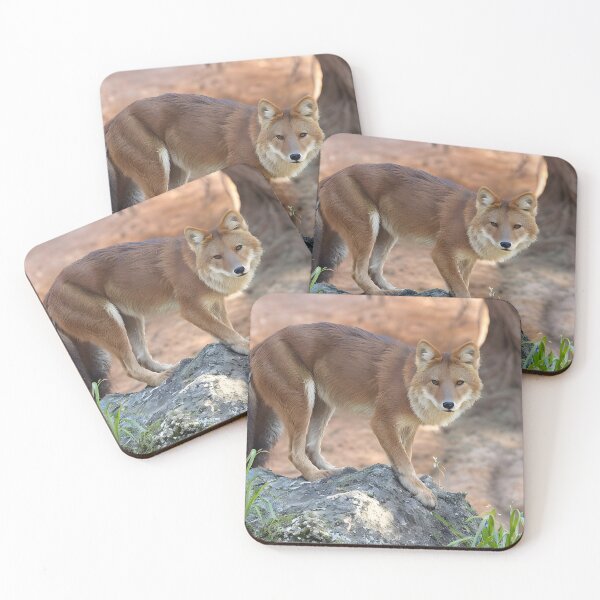 Item preview, Dhole Encounter designed and sold by Ospreywithafish.