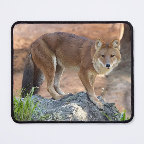 Item preview, Dhole Encounter designed and sold by Ospreywithafish.