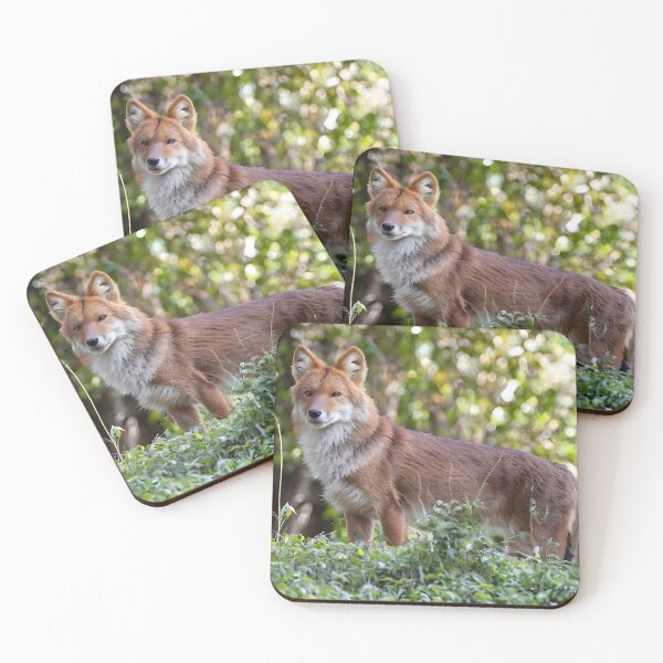 Item preview, Dhole in the Forest designed and sold by Ospreywithafish.