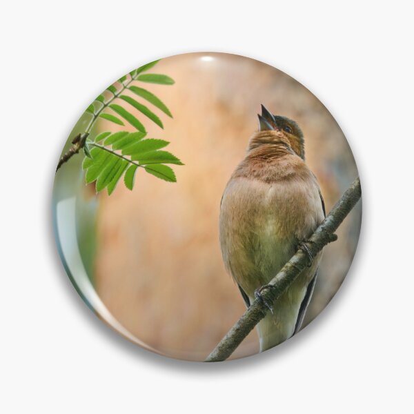 Item preview, Songs for the beauty of the world. Chaffinch designed and sold by Jouko Lehto Photography.
