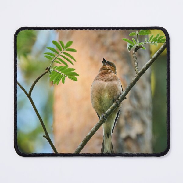 Item preview, Songs for the beauty of the world. Chaffinch designed and sold by Jouko Lehto Photography.