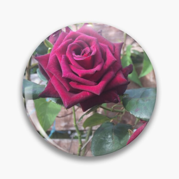 Item preview, Rose image  designed and sold by Shannonsaw999e.