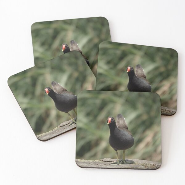 Item preview, Common Moorhen, also known as 'Water chicken' designed and sold by Anirutgu.