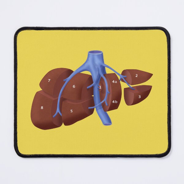 Item preview, Liver Anatomy Showing Segments designed and sold by ScienceSource.