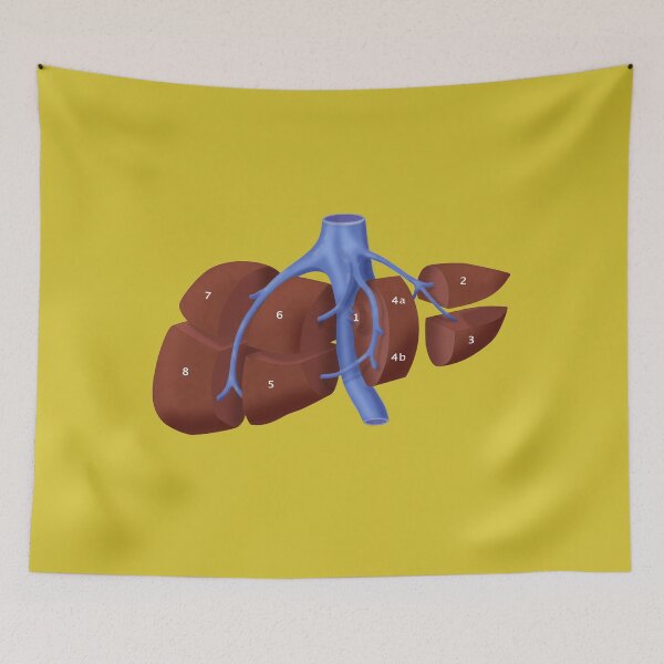 Item preview, Liver Anatomy Showing Segments designed and sold by ScienceSource.