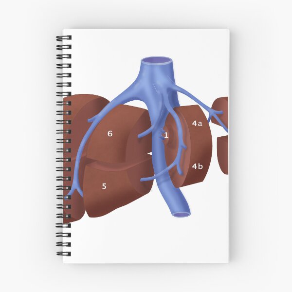 Item preview, Liver Anatomy Showing Segments designed and sold by ScienceSource.