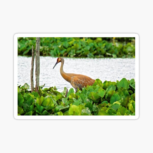 Item preview, Sandhill Crane designed and sold by irishmurr.