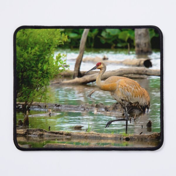 Item preview, Sandhill Crane designed and sold by irishmurr.