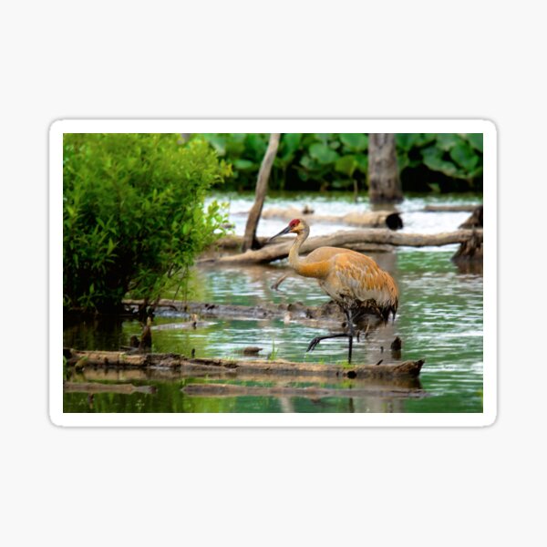 Item preview, Sandhill Crane designed and sold by irishmurr.