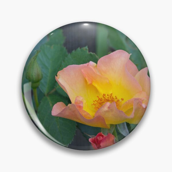 Item preview, Morden Sunrise Rose designed and sold by alanathrower.