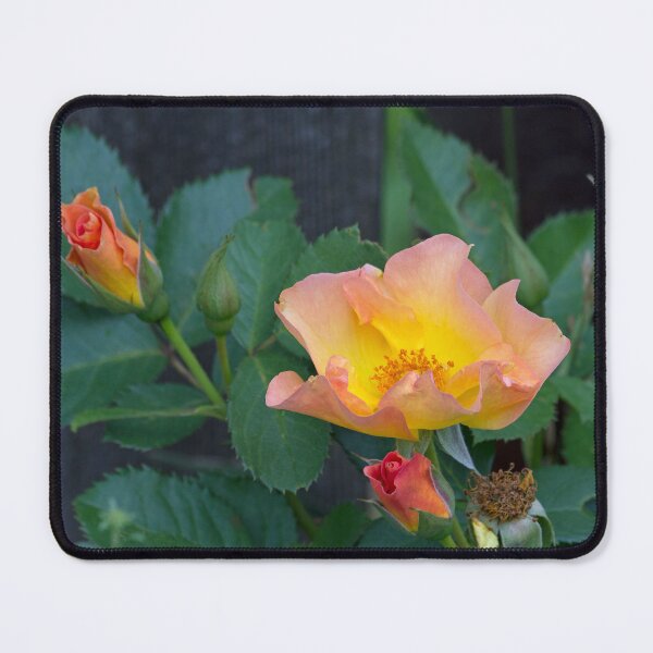 Item preview, Morden Sunrise Rose designed and sold by alanathrower.