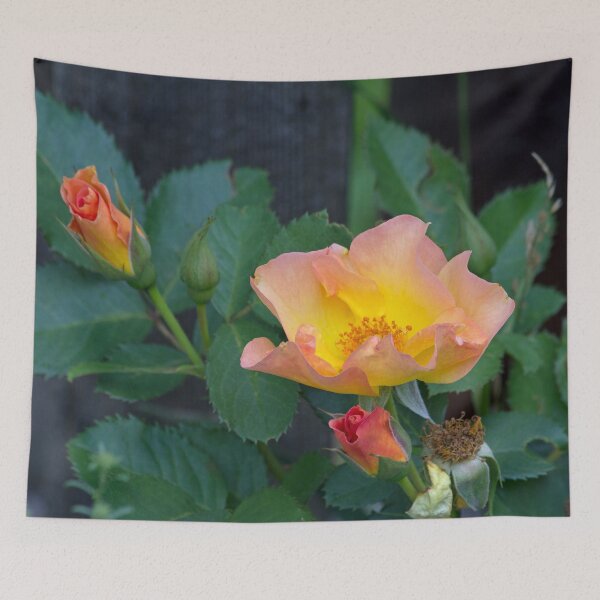 Item preview, Morden Sunrise Rose designed and sold by alanathrower.