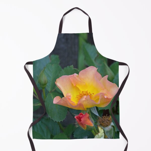 Item preview, Morden Sunrise Rose designed and sold by alanathrower.