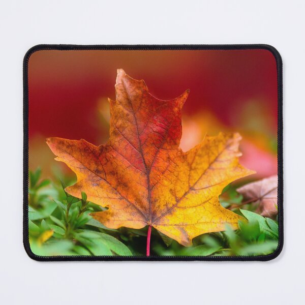 Item preview, Autumn leaves at Mount Wilson designed and sold by dags.