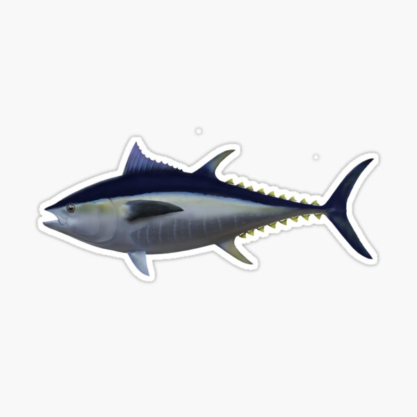 Bluefin Tuna | Tuna Tail Sticker for Sale by blueshore