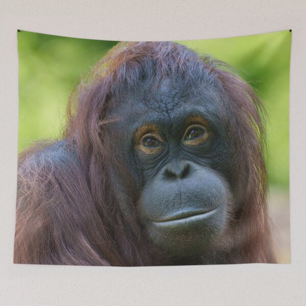 Item preview, Soulful Orangutan Portrait designed and sold by rawshutterbug.