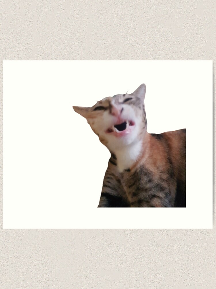 Angry meow cat stock photo. Image of life, beautiful, expression