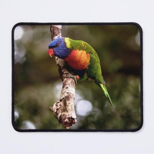 Item preview, Beautiful Bird Lorikeet  designed and sold by Christopher William  Eather.