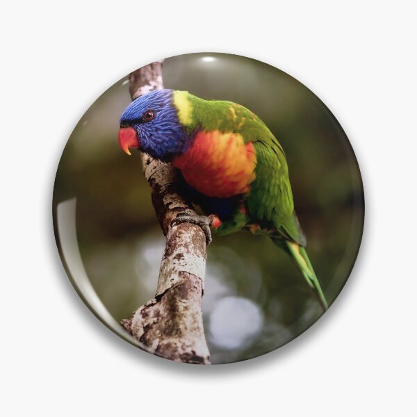 Item preview, Beautiful Bird Lorikeet  designed and sold by Christopher William  Eather.