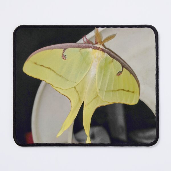 Item preview, Luna Moth designed and sold by ColderDesignLab.