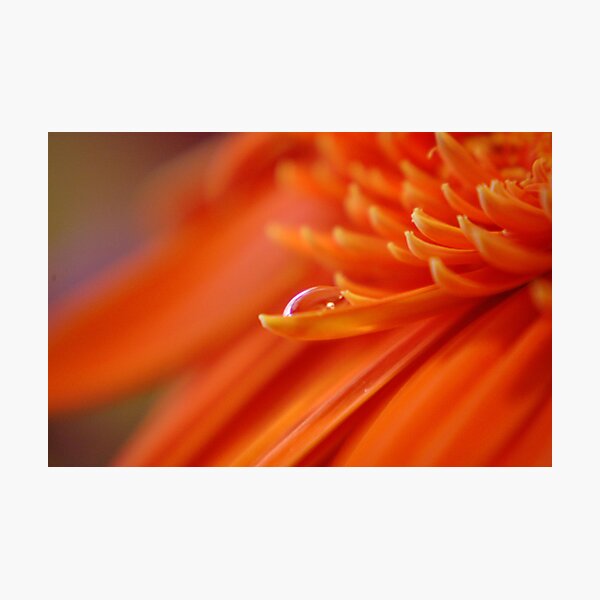 Orange Juice Photographic Print
