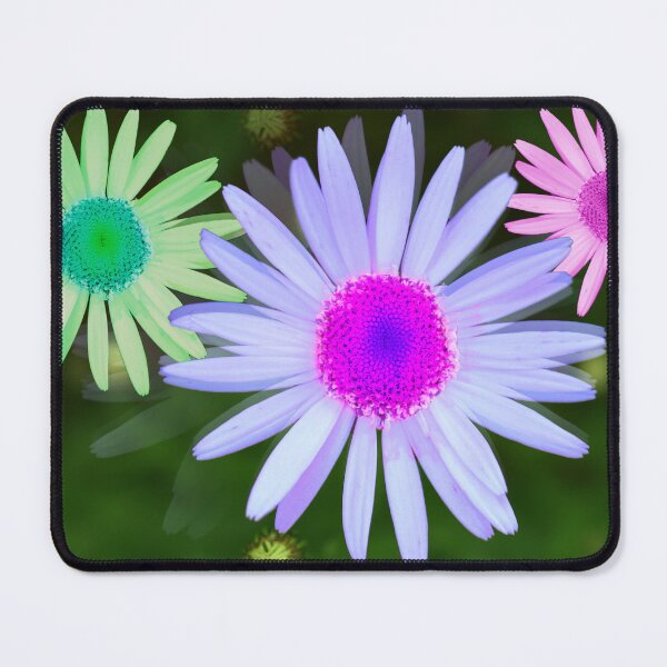 Item preview, Multi-colored Pastel Daisy Trio designed and sold by BostonArcImage.