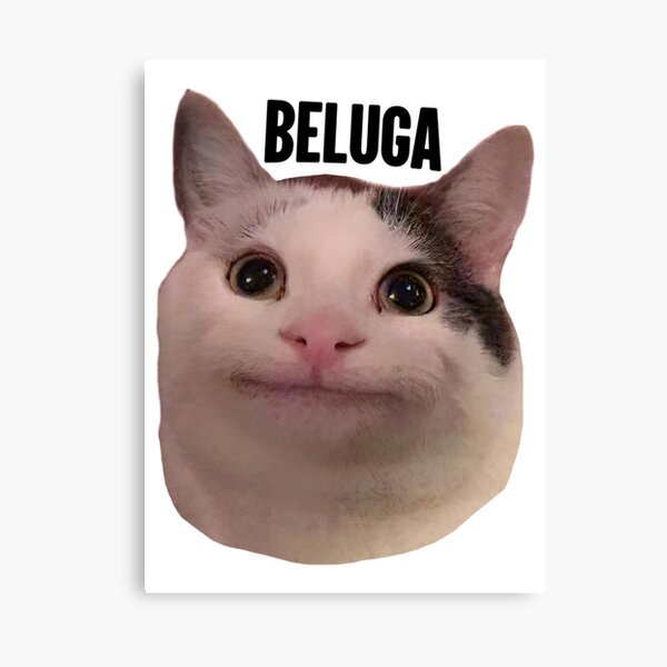 Beluga Cat Photographic Print for Sale by LUCKY DESIGNER