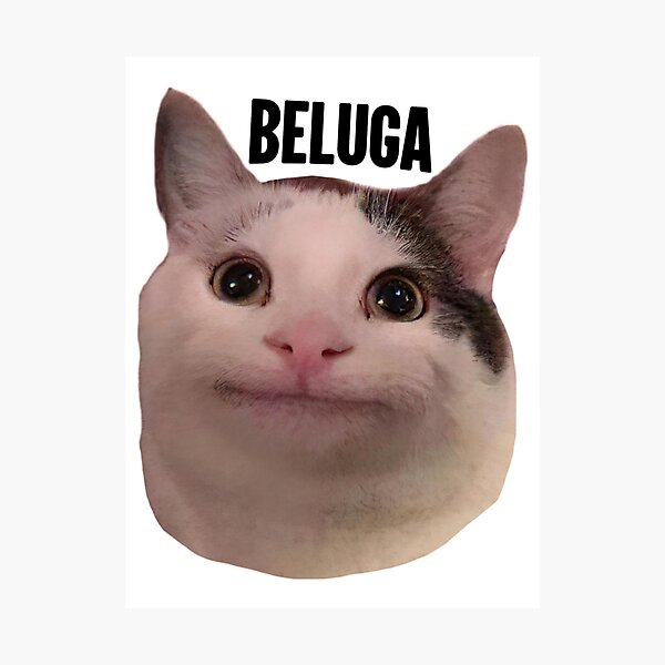 beluga cat meme  Photographic Print for Sale by alicjadesigns