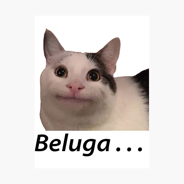 Smiling Cat Beluga - Cat Beluga Photographic Print for Sale by